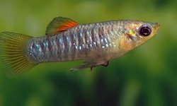 Limia tridens - BAP 4