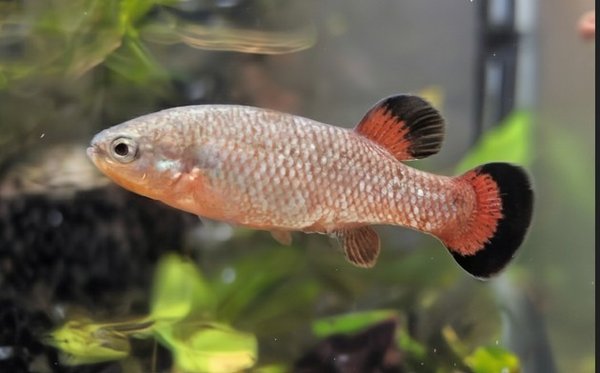 Adult male from my group