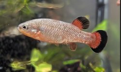 Characodon "Los Pinos"