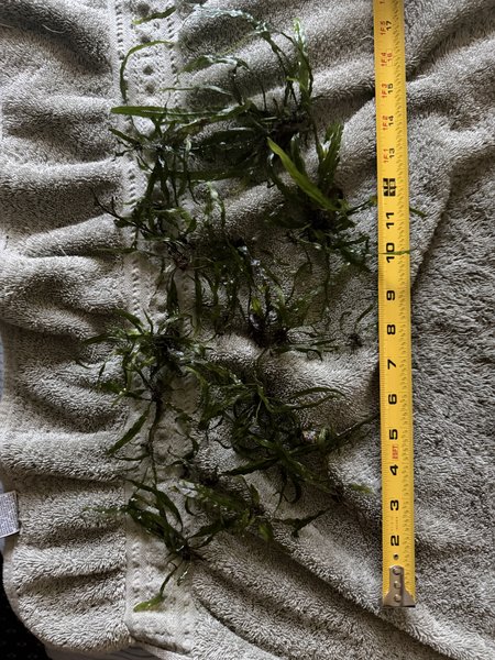Java Fern Lot 1