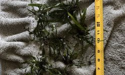 Java Fern Lot 1
