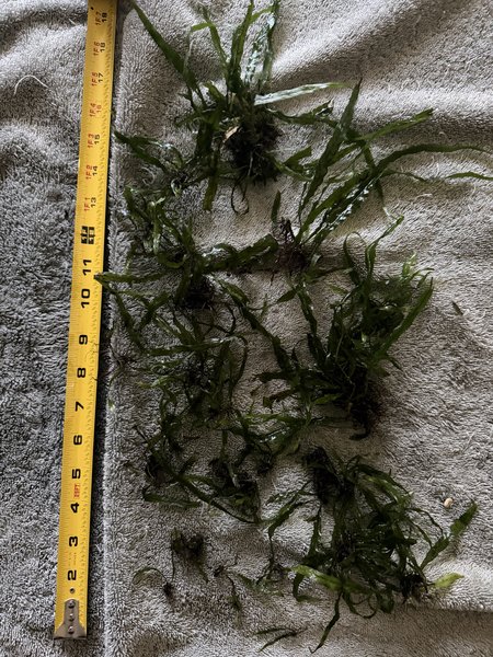 Java Fern Lot 2