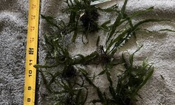 Java Fern Lot 2