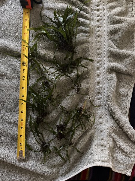 Java Fern Lot 3