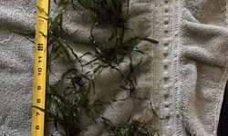 Java Fern Lot 3