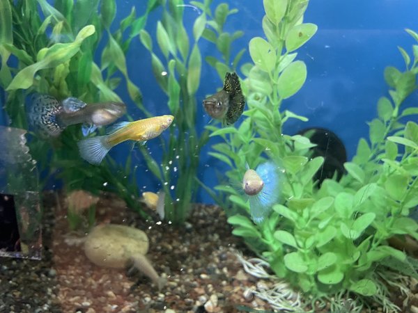 25 + Guppy Assortment