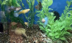 25 + Guppy Assortment