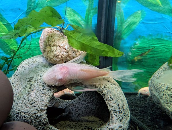 Albino Long-Fin BN Pleco (Ancistrus sp.)