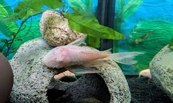 Albino Long-Fin BN Pleco (Ancistrus sp.)