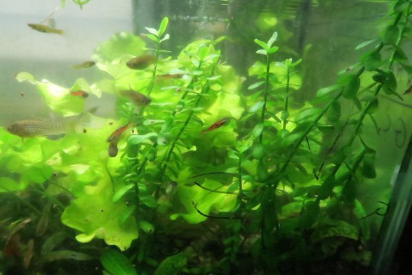 Moneywort (Bacopa monnieri)