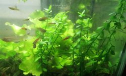 Moneywort (Bacopa monnieri)