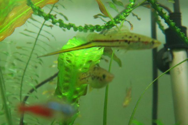 * * * Swordtails * * * - Called "Montezuma Green Swordtails"