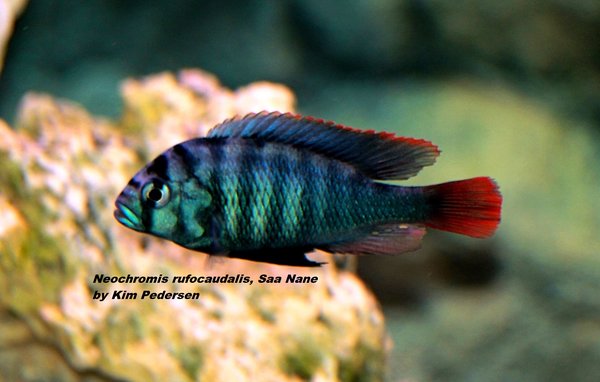 Neochromis rufocaudalis