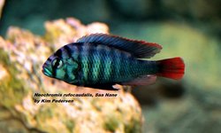 Neochromis rufocaudalis