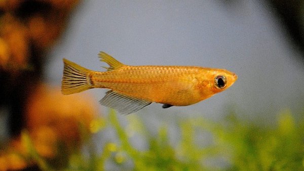 10 Orange Medaka Rice Fish #1