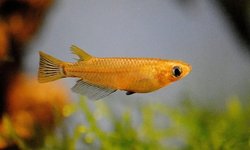10 Orange Medaka Rice Fish #1