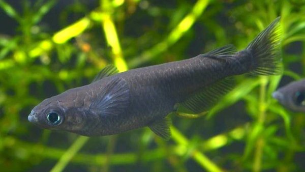 This is an adult of the fry/juveniles being sold.