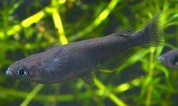 10 Black Medaka Rice Fish #1