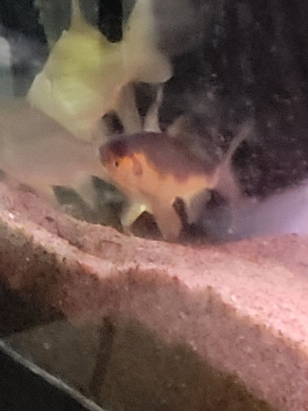6 Comet Goldfish for BAP
