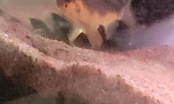 Photo 3 of 6 Comet Goldfish for BAP