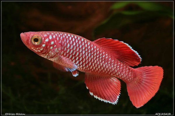 Nothobranchius korthausae Mafia TZN 8-4