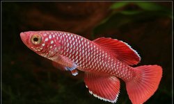 Nothobranchius korthausae Mafia TZN 8-4