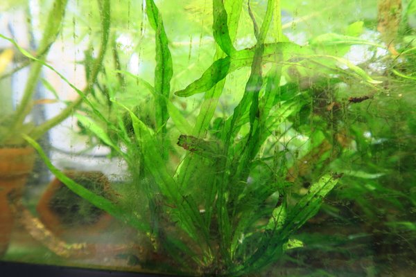 Narrow Leaf Java Fern (Microsorum pteropus 'Narrow Leaf')