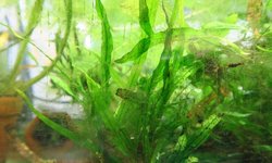Narrow Leaf Java Ferns
