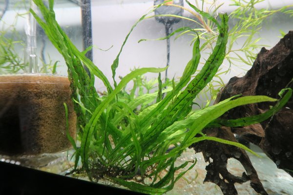 Needle Leaf Java Fern (Microsorum pteropus 'Needle Leaf')