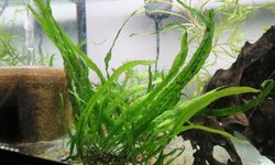 Needle Leaf Java Ferns