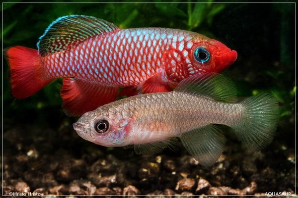 Notho.cardinallis Lisinjiri Tan97/27