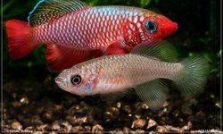 Notho.cardinallis Lisinjiri Tan97/27