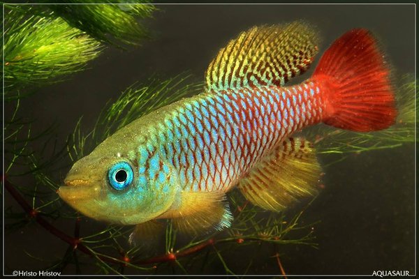 Nothobranchius foerschi Soga Tan97/45