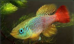 Nothobranchius foerschi Soga Tan97/45