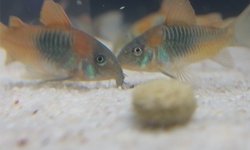 Orange Venezuelan Corydoras
