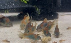 Orange Venezuelan Corydoras - Group of 6