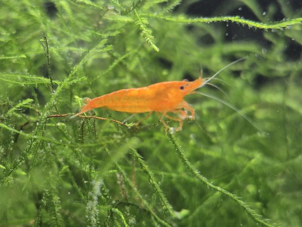 10 Orange Neocaridina