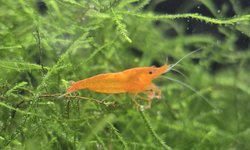 10 Orange Neocaridina