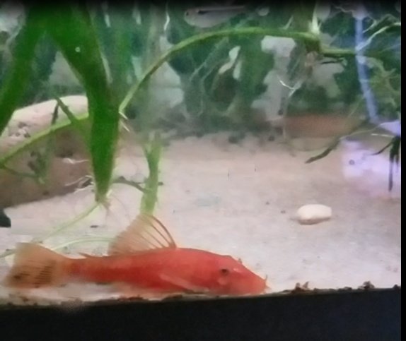 Typical juvenile