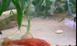Photo 2 of Super Red Pleco