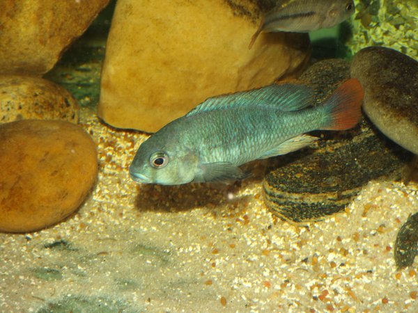 Ptyochromis sp. Red Tail Sheller