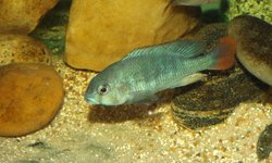 Ptyochromis sp. Red Tail Sheller