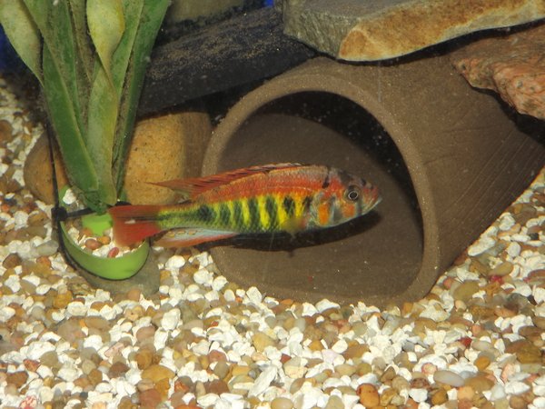 Pundamilia nyererei Python Island