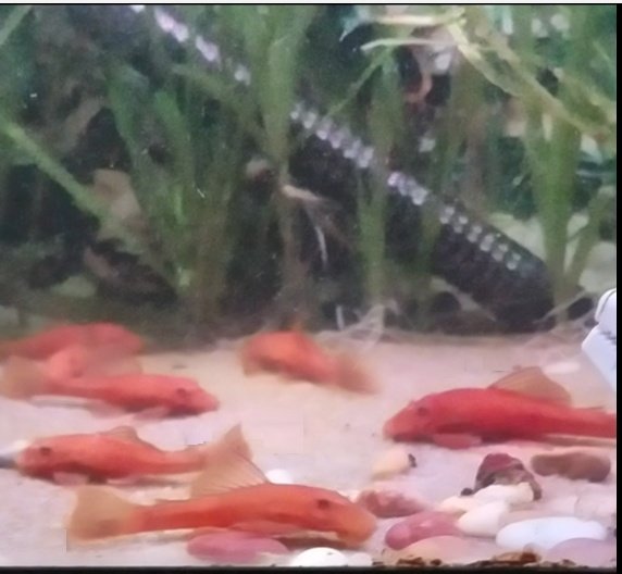 Typical juveniles in my tank