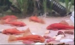 Super Red Pleco