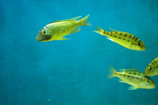 male in breeding colors with females