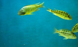 Photo 2 of Limnotilapia dardennii - breeding quad