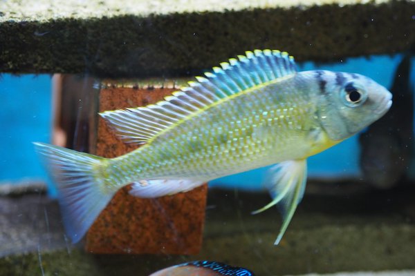 male parent of fish being sold