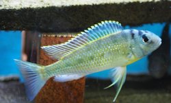 Limnotilapia dardennii - breeding quad
