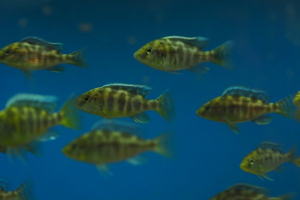 Nimbochromis venustus -group of 6